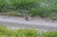 Carduelis carduelis