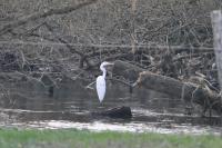 Ardea alba