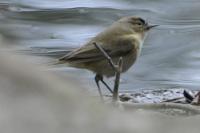 Phylloscopus collybita