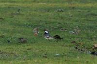 Motacilla alba yarrellii