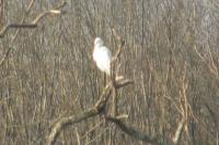 Egretta garzetta