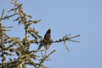 Sturnus vulgaris