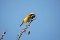 Cyanistes caeruleus