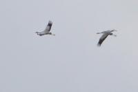 Grus grus