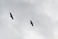 Grus grus