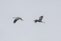 Grus grus