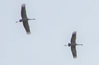 Grus grus