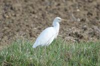 Bubulcus ibis