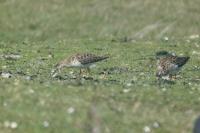 Calidris pugnax