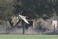 Bubulcus ibis