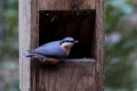 Sitta europaea