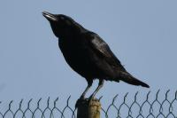 Corvus corone