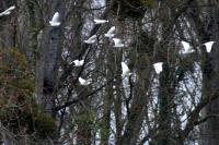 Bubulcus ibis