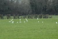 Bubulcus ibis