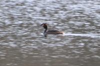 Podiceps cristatus