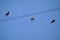 Phalacrocorax carbo