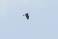 Buteo buteo