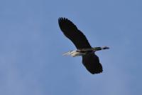 Ardea cinerea