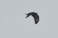 Buteo buteo