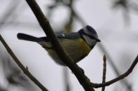 Cyanistes caeruleus