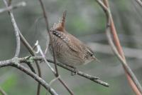 Troglodytes troglodytes