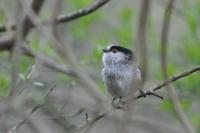 Aegithalos caudatus