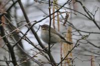Phylloscopus collybita