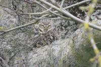Athene noctua
