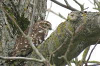 Athene noctua
