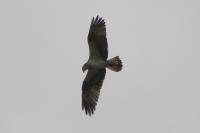 Pandion haliaetus
