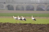 Ciconia ciconia