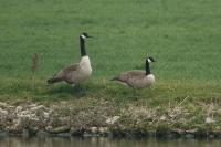 Branta canadensis