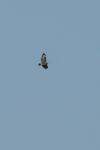 Buteo buteo