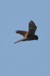 Falco tinnunculus