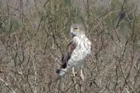 Circaetus gallicus