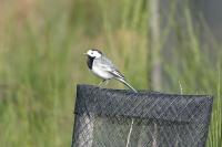 Motacilla alba alba