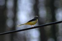 Motacilla cinerea