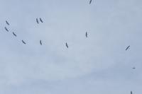 Ciconia ciconia