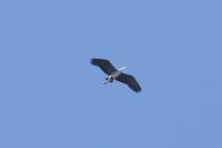 Ardea cinerea