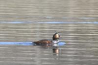 Podiceps nigricollis
