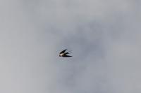 Hirundo rustica