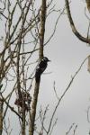 Dendrocopos major