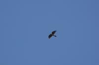 Accipiter gentilis