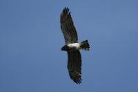 Circaetus gallicus