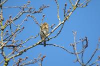Anthus trivialis