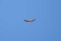Buteo buteo