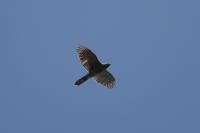 Accipiter gentilis