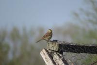 Emberiza cirlus
