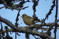 Chloris chloris