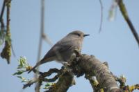 Phoenicurus ochruros